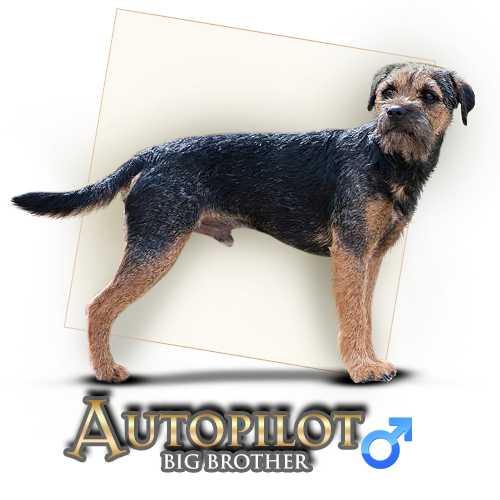 Autopilot Big Brother Border Terrier